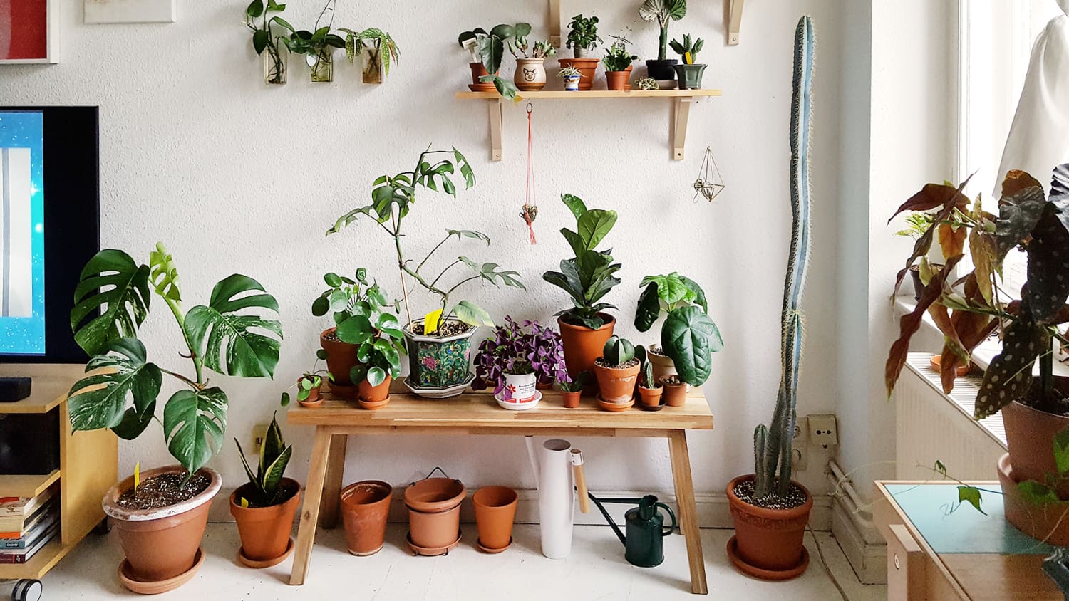 Purple cheap house plants